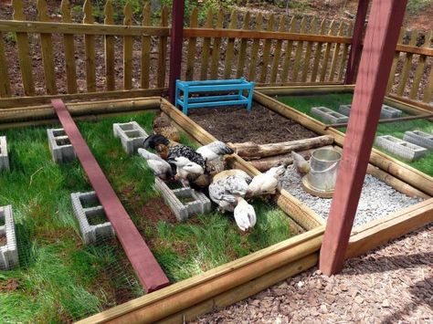 Chicken Haven (Image 6 of 8) - Raised bed w/net on top so chickens can eat only what they can reach w/o killing all the grass. Cochin Chickens, Coop And Run, Chicken Coop Pallets, Animal Enrichment, Backyard Chicken Coop Plans, Chicken Tractor, Coop Ideas, Coop Design, Chicken Run