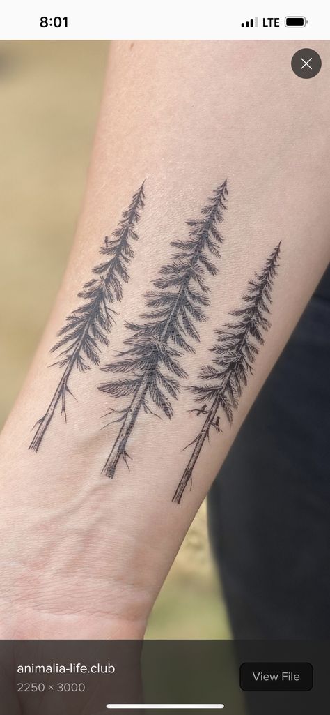 Pin Tree Tattoo, Pine Tree Tattoo Men, Fine Line Pine Tree Tattoo, Simple Pine Tree Tattoo, Mountain Tattoo Men, Ponderosa Pine Tattoo, Douglas Fir Tattoo, Mountain Tree Tattoo, Spruce Tree Tattoo