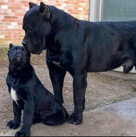 King Corso Dog, King Corso, English Dogs, Mastiff Breeds, Cane Corso Puppies, Big Dog Breeds, Cane Corso Dog, Dog Aesthetic, Corso Dog