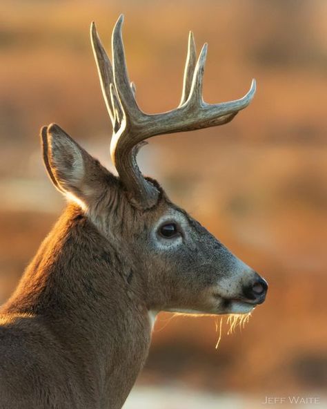 Jeff Waite on Instagram: "Whitetail buck at sunset. #whitetail #whitetaildeer #whitetailbuck #deer #deerphotography #wildlife #wildlifephotography #canonwildlifephotography #nature #naturephotography #itsinmynature #whitetailwednesday" Buck Deer Photography, Deer Legs Reference, Big Deer Whitetail Bucks, Deer Buck, White Tailed Deer, Whitetail Deer Photography, Deer Photography, Deer Species, Big Deer