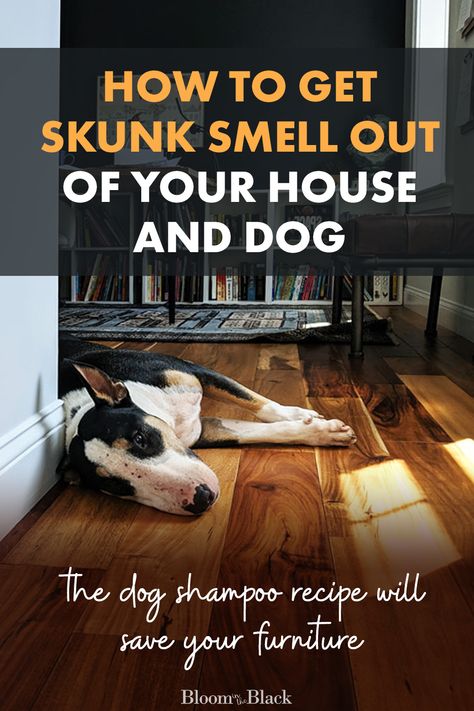 Getting Rid Of Skunk Smell In House, Essential Oils For Skunk Smell In House, How To Remove Skunk Smell From House, Deskunking A Dog, Remove Skunk Smell From House, How To Get Skunk Smell Out Of House, How To Get Rid Of Skunk Smell In House, Skunk Smell Out Of Dog, Skunk Spray Remedy