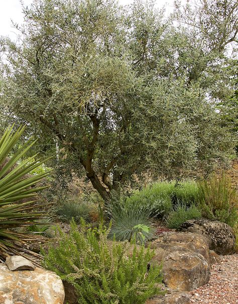 Olive Tree Care, Olive Trees Landscape, Olive Trees Garden, Tree Garden Design, Growing Olive Trees, Mediterranean Climate, Types Of Olives, Potted Olive Tree, Trees Garden