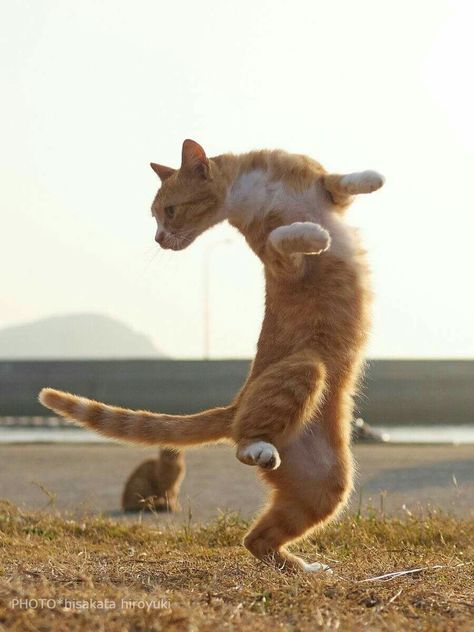 Huyamos hacia la derechaaaa Gatos Cool, Cat Standing, Cat Anatomy, Cat Reference, Image Chat, Dancing Cat, Cat Pose, Cute Kittens, Warrior Cats