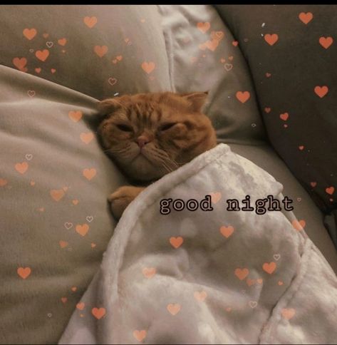 Cute Goodnight Images, Goodnight Cute Images, Goodnight Meme, Goodnight Cat, Good Night Cat, Get Some Sleep, Wholesome Pictures, Cute Cat Memes, Kitty Images