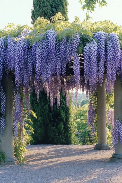 "Wisteria is a stunning and fragrant choice for transforming your pergola into a breathtaking garden retreat! 🌿🌸 With its cascading blooms and vibrant purple hues, Wisteria creates a whimsical and romantic atmosphere, perfect for any outdoor space. Quick to grow and bursting with beauty, this climbing plant is ideal for adding a touch of elegance to your pergola. 😍✨ #WisteriaWonder #ClimbingPlants #PergolaPerfection #GardenBeauty" Wisteria Gazebo, Wisteria Walkway, Pergola Wisteria, Plants For Pergolas, Wisteria Wall, Wisteria Trellis, Wisteria Arbor, Wisteria Pergola, Wisteria Plant