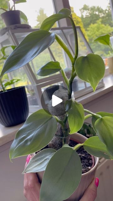 PlantMomLife on Instagram: "🪴 Philodendron Silver Sword 🪴

I wrapped my moss pole in foil cause it dried out so fast and of course I forgot repeatedly to water it. But I saw several reels that it wasn’t that bad for the plant. 

So with the tips from @happyjungleroots (thanks again 💚) in mind, I took the foil off and let’s see what happens. I’ll keep you updated! 
And it needed a moss pole extension, so did that as well. 

#philodendron #hastatum #silversword #philodendronsilversword #philodendronhastatum #unwrappingmosspole #mosspole #thanksplantfriend #spaghnummoss #spaghnummosspole #plantcare #lovemyplants #plants #houseplants #plantmom #plantmomlife💚 #indoorjungle #tropicalplants #plantsofinsta #plantarefriends #🌱" Philodendron Hastatum, Moss Pole, Indoor Jungle, Plant Mom, Urban Jungle, I Forgot, The Plant, Tropical Plants, Plant Care