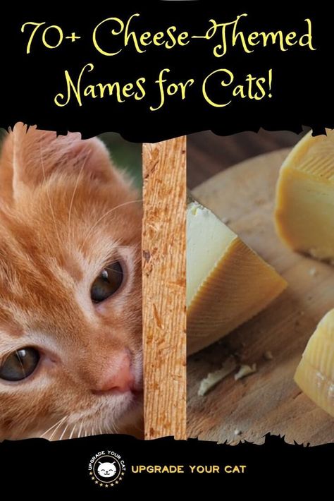 If you’re searching out a list of cheese names for cats, you’ve come to the right place. I've listed 70+ cheese-inspired names for cats to choose from! #catnames #petnames #catlovers #upgradeyourcat Food Names For Pets, Cat Name Ideas Unique, Make Cat Names, Cat Names Orange, Unique Names For Cats With Meaning, Cheese Names, Cheese Dog, Rare Cats, Old Cats