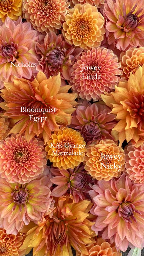 Dahlia Flower Gardens, Dahlia Flower Colors, Orange Dahlia Flower, Dahlia Flatlay, Dahlia Garden Layout, Nicholas Dahlia, Rust Dahlia, Dahlia Garden Ideas, Dalias Flowers