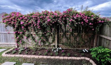 Plant Spotlight: Peggy Martin Climbing Rose - Louisiana Nursery Climbing Rose On Fence, Peggy Martin Rose Climbing Trellis, Peggy Martin Rose Trellis, Climbing Roses Fence, Louisiana Nursery, Peggy Martin Rose Climbing, Peggy Martin Rose, Rose Fence, Garden Combinations