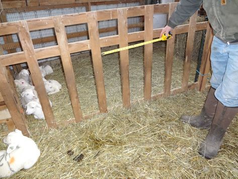 Creep Feeder For Lambs, Creep Feeders For Goats, Lamb Creep Feeder, Goat Structures, Sheep Feeders, Barn Interior Design, Sheep Shelter, Cattle Feeder, Raising Livestock