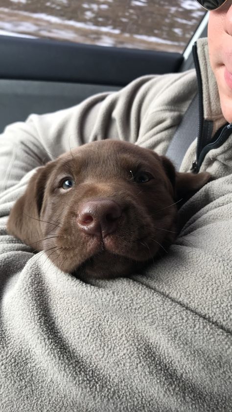 Choc Lab Puppy, Chocolate Labs Puppy, Chocolate Lab Puppy Aesthetic, Chocolate Labrador Puppy, Chocolate Lab Puppy, Chocolate Lab Puppies, Chocolate Labs, Super Cute Puppies, Puppy Cute