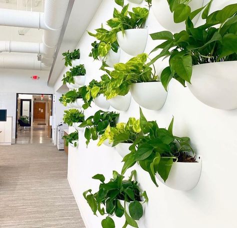 Wall Plants Indoor, Indoor Plant Wall, Wall Planters Indoor, Hanging Wall Planters, Small Indoor Plants, Hanging Plant Wall, Pothos Plant, Living Art, Wall Garden