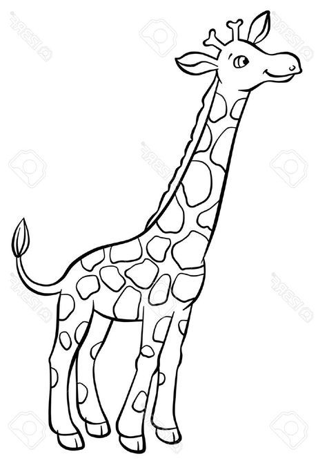 Easy Giraffe Drawing, Cute Giraffe Drawing, Jungle Drawing, Giraffe Coloring Pages, Giraffe Colors, رسم كاريكاتير, Giraffe Drawing, Giraffe Pictures, Animal Outline