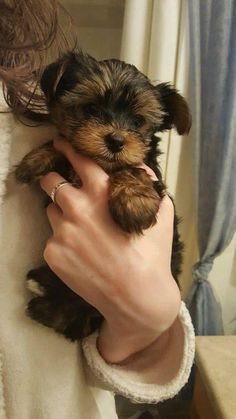 Yorkie In Purse, Baby Yorkie Puppies, Golden Yorkie, Yorkie Terrier Puppy, Yorky Puppies, Teacup Pomeranian Puppy, Baby Yorkie, Mini Yorkie, York Dog