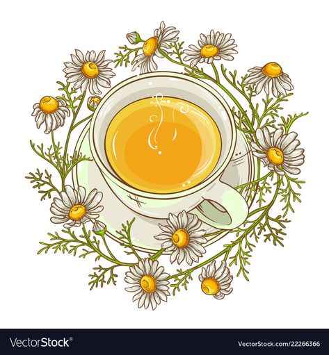 Chamomile Tea Tattoo, Tea Tattoos, Tea Vector, Tea Tattoo, Medical Drawings, Tea Labels, Tea Illustration, Tea Ideas, Chamomile Tea