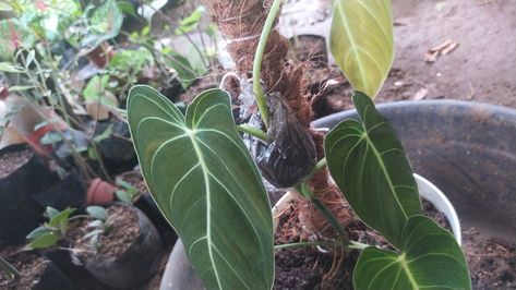 air layering propagation philodendron Philodendron Melanochrysum, Air Layering, My Precious, Pink Princess, Indoor Plants, House Plants, Plant Leaves, First Time, Layering