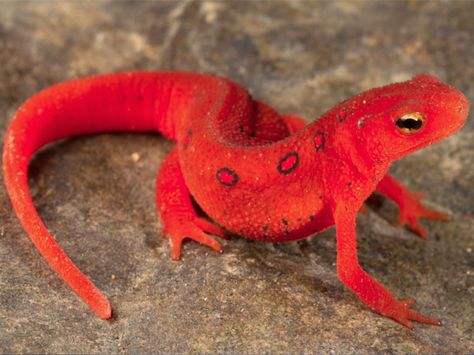 Red Salamander, Red Lizard, Amazing Frog, Salamanders, Cute Reptiles, Reptile Snakes, Interesting Animals, Colorful Animals, Silly Animals