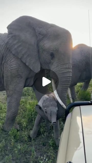 Baby Elephant Video, Elephant Videos, Elephant Video, Baby Elephants Playing, Elephant Gif, Elephant World, Wild Animals Videos, Elephant Camp, Elephant Rock