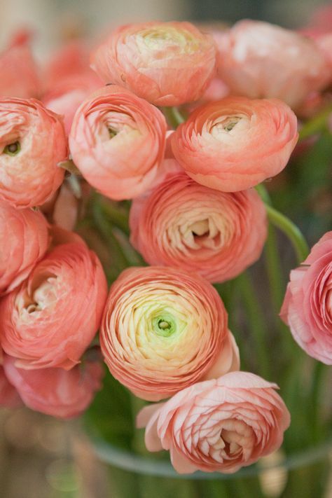 #ranunculus, #peach  Photography: Moss + Isaac - mossandisaac.com  Read More: http://www.stylemepretty.com/living/2012/11/18/flower-arranging-party-from-gabriella-new-york/ Peach Ranunculus, Backyard Flowers Garden, Ranunculus Flowers, Have Inspiration, Coral Flowers, Flower Arrangements Diy, Peach Flowers, Ranunculus, Beautiful Blooms