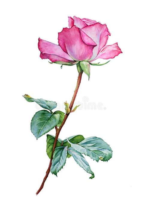 Flower Art Drawing, Rose Drawing, Flower Sketches, Soyut Sanat Tabloları, Watercolor Flower Art, Pink Photo, 수채화 그림, Watercolor Flowers Paintings, Botanical Watercolor