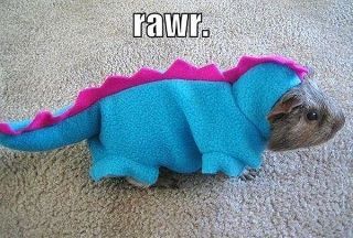 @Ashley Walters Garback Here's a costume for your guinea pig...hee hee Guinea Pig Costumes, Pig Costumes, Animal Dress Up, Cute Guinea Pigs, Dinosaur Costume, Gerbil, A Dinosaur, Hamsters, Guinea Pig