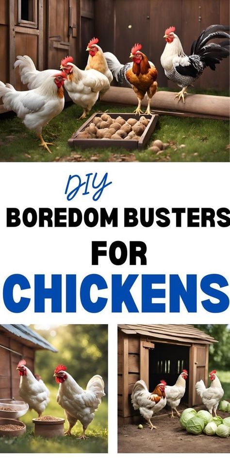 Keep your chickens entertained and cool with these easy DIY boredom busters for your backyard flock. Diy Chicken Entertainment, Chicken Boredom Buster, Chicken Entertainment, Toys For Chickens, Chicken Playground, Chicken Thoughts, Chicken Boredom, Chicken Tips, Farm Chickens