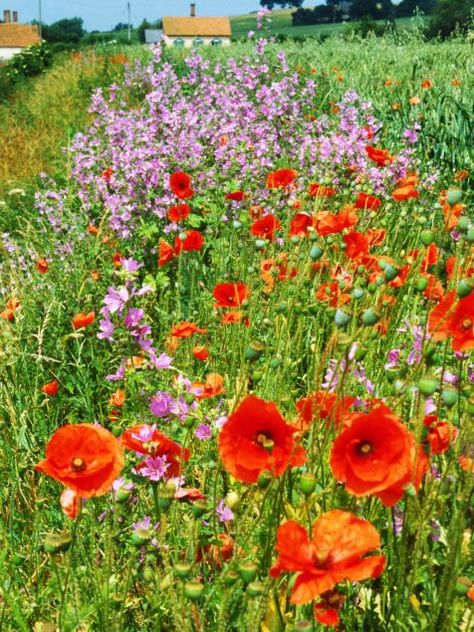 Love wildflowers? Create a meadow using these tips as a guide. Bee Friendly Flowers, Bee Friendly Garden, Grow Wildflowers, Wildlife Garden, Wildflower Field, Meadow Garden, Wildflower Meadow, Bloom Where You Are Planted, Garden Harvest