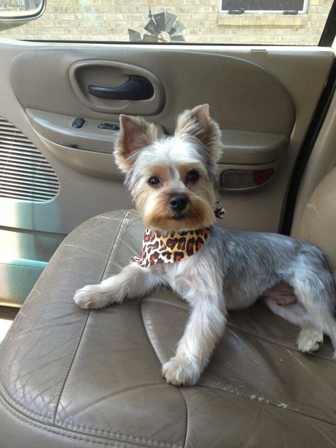 Yorkie Puppy Haircuts, Yorkie Cuts, Yorkie Haircuts, Yorkshire Terrier Haircut, Top Dog Breeds, Teacup Yorkie Puppy, Dog Haircuts, Yorkie Terrier, Silky Terrier