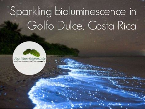 See sparkling bioluminescence in Golfo Dulce, Costa Rica Bioluminescence Beach, Visit Costa Rica, Photography Genres, Beach At Night, Photography Kit, Sparkling Lights, Scene Image, Sea Kayaking, Close Up Portraits