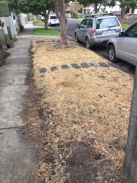 Native Australian Grasses, Permaculture Australian, Wild Gardens, Grass Alternative, Melbourne Garden, Tall Ornamental Grasses, Lawn Alternatives, Native Australians, Australian Garden