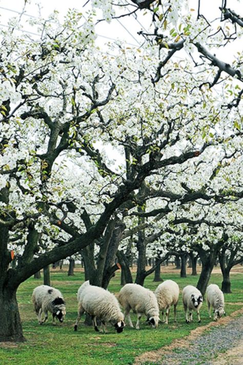 Known as “the capital of pears in the world”, Dangshan county in Suzhou, Anhui province is home to the world’s largest orchards. In spring , the white pear blossoms look like silver flowers on the trees. [Photo/Suzhou Municipal Bureau of Culture and Tourism] English Countryside Cottage, Trees Photo, Countryside Cottage, Pear Blossom, Pear Trees, Pear Tree, Suzhou, Spring Blossom, In Full Bloom