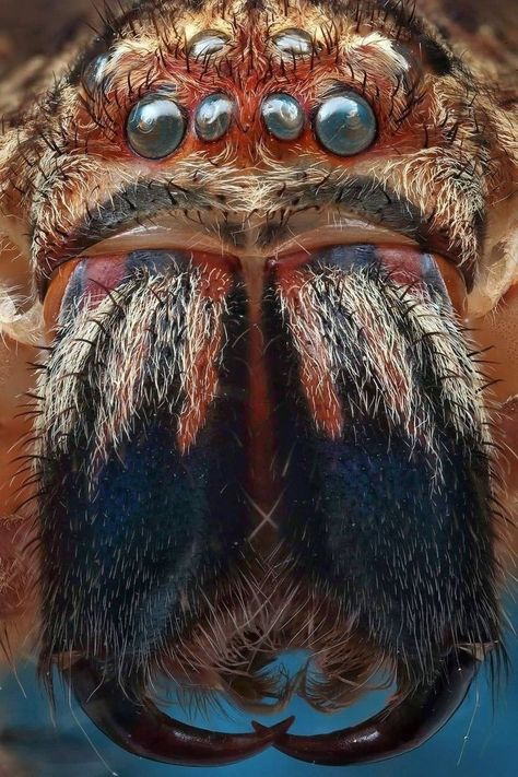 Huntsman Spider, Spider Face, Weird Insects, Huge Spiders, Macro Photography Insects, Spider Species, Microscopic Photography, Insect Photography, Cool Bugs