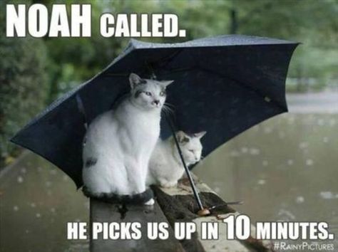 Friday’s Funnies – Theme: Rain That Never Stops! | Being Aunt Debbie Rain Memes Funny, Rain Memes, Quotes About Rain, Rain Humor, About Rain, Rain Quotes, Just Letting You Know, Its Friday Quotes, Friday Humor