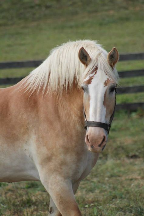 Big Horse Breeds, Horses To Draw, Belgian Draft, Draft Horse Breeds, Belgian Draft Horse, Belgian Horse, Suffolk Punch, Wild Horses Running, Horse Markings