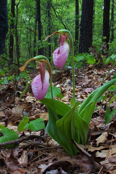 Lady Slipper Flower, Georgia Nature, Pink Lady Slipper, Orchid Growing, Slipper Orchid, Lady Slipper Orchid, Shade Gardening, Lady Slipper, Cape Elizabeth