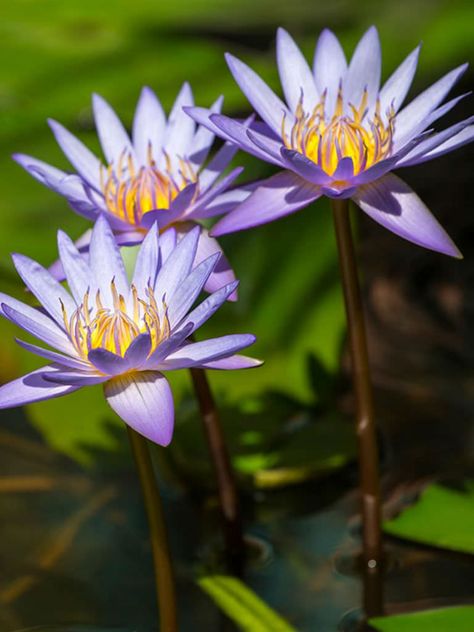 Nymphaea nouchali var. caerulea is a clump-forming perennial with thick, black, spongy, tuberous rhizomes... #nymphaea #plantopedia #FloweringPlant #flowers #FloweringPlants #plant #plants #flower #blooming #FlowersLover #FlowersLovers #FlowerGarden #WorldOfFlowers #WorldOfFloweringPlants #nature Nymphaea Caerulea, Flower Garden Plans, Lotus Flower Pictures, Lotus Tea, Flower Blooming, Blue Lotus Flower, Magical Herbs, Blue Lotus, Skin Hair