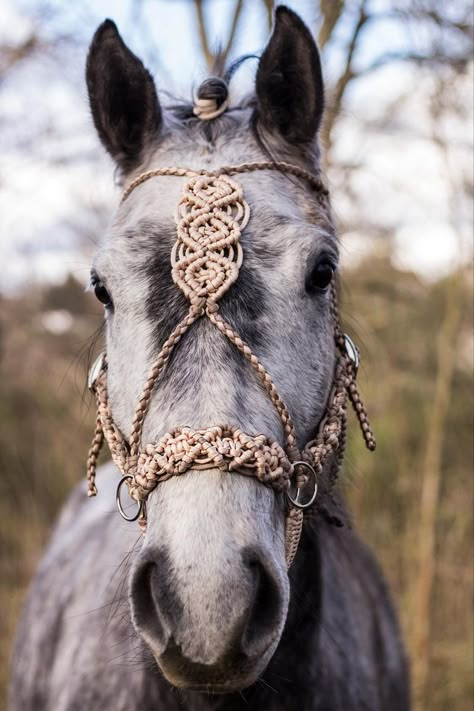 Macrame Horse Bridle, Macrame Halter Horse, Crochet Horse Accessories, Macrame Horse, Horse Tack Diy, Horse Halter, Crochet Horse, Horse Costumes, Horse Bridle