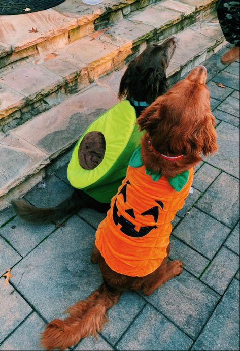 Funny Dinosaur Costume, Dog And Owner Costumes, Spooky Ideas, Matching Halloween Costumes, Funny Dinosaur, Dinosaur Costume, Animal Costumes, Matching Halloween, Dog Halloween Costumes