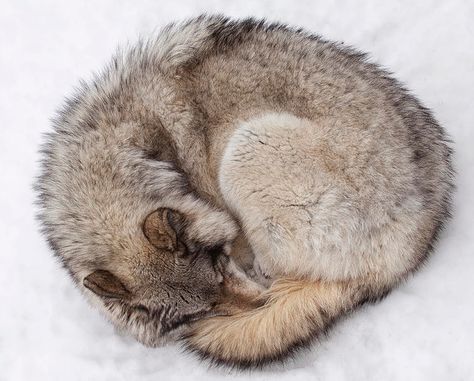 Sleeping Wolf, Wolf Reference, Wolf Poses, Wolf Husky, Canine Drawing, Sleeping Animals, Wolf Stuff, Wolf Photos, Wolf Love