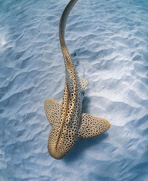 Find Your Spirit Animal, Zebra Shark, Leopard Shark, Shark Pictures, Nurse Shark, Whale Sharks, Shark Swimming, Marine Ecosystem, Beautiful Sea Creatures