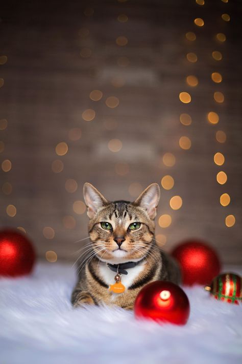 Yuletide Yawner: Embracing the spirit of relaxation, this cat takes leisurely naps under the glow of twinkling Christmas lights. Tails of Joy: Celebrate Christmas with Happy and Healthy Cats! Holiday Photos With Pets, Christmas Cat Photography, Cat Holiday Photos, Cat Christmas Photoshoot Ideas, Christmas Photoshoot With Cat, Christmas Photo With Cat, Dog Photography Christmas, Christmas Cat Photoshoot, Pet Holiday Photos