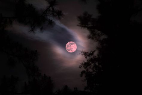 Full Strawberry Moon, Strawberry Moon, Strawberry Moons, Moon Dance, Moon Pictures, Before Sunrise, Pink Moon, Moon Magic, Back Garden