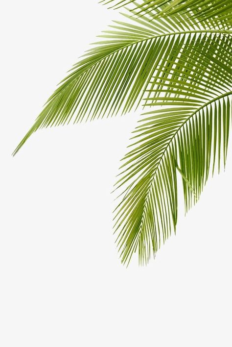 Coconut Tree Leaves, Coconut Tree Png, Coconut Tree Drawing, Leaves Wallpaper Iphone, Green Png, Leaves Clipart, Coconut Leaves, Leaves Png, Palm Branch