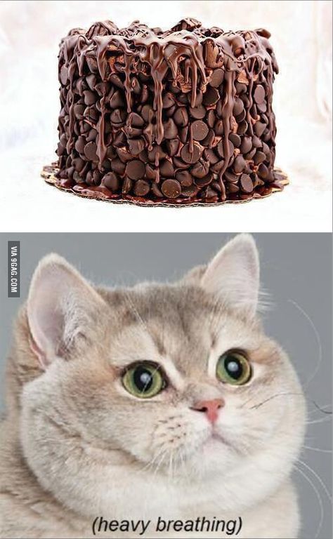 Chocolate cake with chocolate syrup and kisses chocolates! Heavy Breathing Cat, Awesome Sandwiches, Stupidly Funny, I Miss My Cat, Heavy Breathing, Funny Af, Life Change, Kisses Chocolate, Motivational Pictures