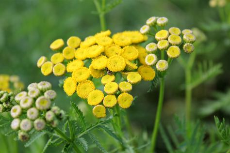 Tansy Virginia Wildflowers, Southwest Virginia, Cooking Herbs, Natural Pesticides, How To Calm Nerves, White Petals, Healing Plants, Plant List, Wild Plants