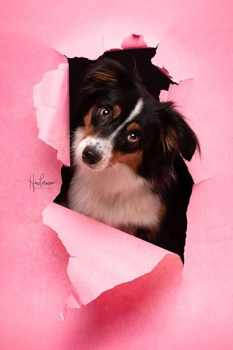 I Took Pictures Of Dogs Before They Nearly Destroyed My Studio Creative Pet Photography, Pet Photoshoot Ideas, Dog Photography Ideas Creative, Dog Photo Ideas, Dog Photography Studio, Pets Photography, Animal Photoshoot, Puppy Photography, Most Beautiful Dogs