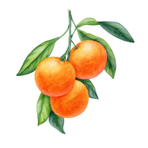 Tangerine Fruit, Illustrations, Fruit, Orange, Canvas, Green, Home Decor, Art, Home Décor