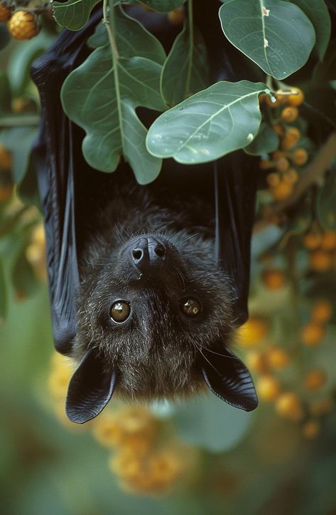 Black bat hanging upside down from tree branch surrounded by lush green leaves and yellow fruit, showcasing intricate details and large eyes. Fruit Bat Photography, Interesting Animal Photography, Fruit Bat Art, Bat Hanging Upside Down, Bat Hanging, Fruit Bats, Bat Animal, Black Fruit, Hanging Upside Down