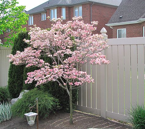 Ornamental Trees Landscaping, Kousa Dogwood, Cornus Kousa, Trees For Front Yard, Specimen Trees, Dogwood Trees, Front Landscaping, Have Inspiration, Ornamental Trees