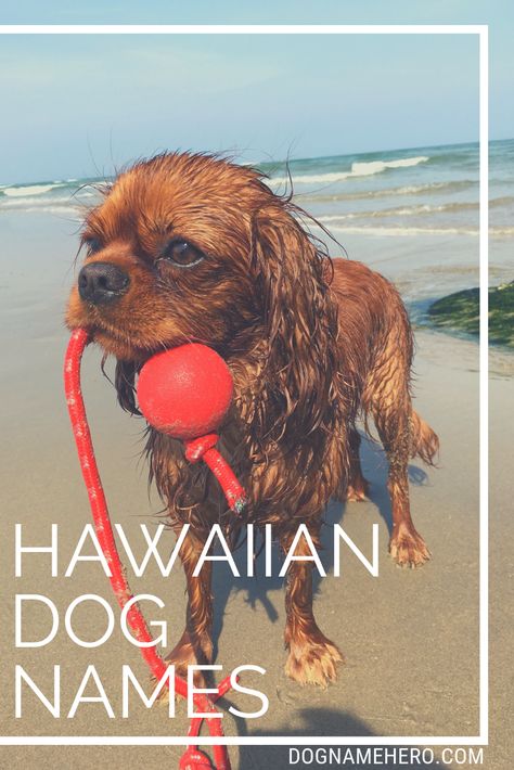 Hawaiian Dog Names - More Than 45 Aloha Dog Names - Dog Name Hero Beach Dog Names, Beachy Dog Names, Girl Hunting Dog Names, Hawaiian Dog Names, Hawaiian Girl Names, Disney Dog Names Boys, Big Dog Names, Dogs Name Male, Great Dog Names